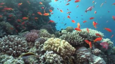 Red Sea'deki/daki su altında balık sürüsü.