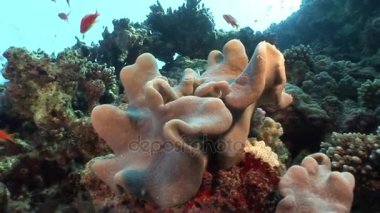 İçinde arka plan kırmızı deniz temiz temiz su parlak mercan balık sürüsü.