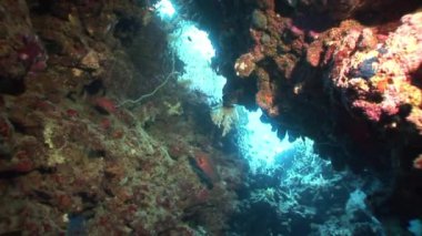 Red Sea'deki/daki sualtı manzara arka plan üzerinde balık sürüsü.