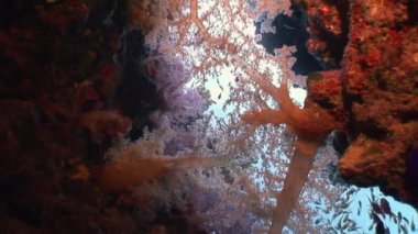 Red Sea'deki/daki sualtı manzara arka plan üzerinde balık sürüsü.