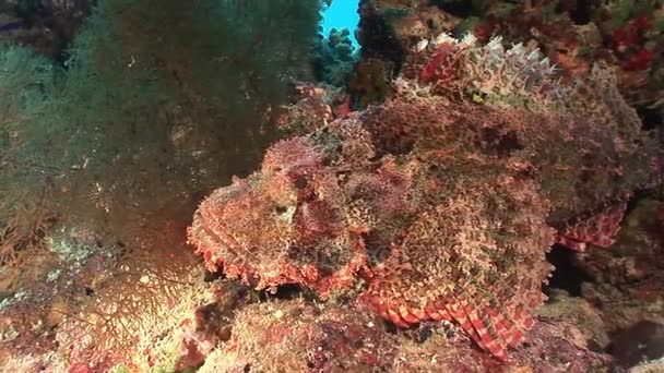 Poisson toxique dangereux en pierre dans le corail du paysage sous-marin en mer Rouge . — Video