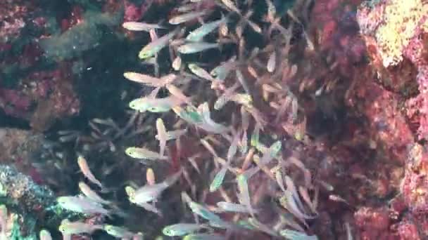 Coral Red Sea'deki/daki şeffaf cam balık sürüsü. — Stok video