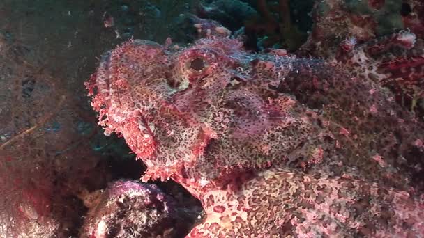 Peligrosos peces venenosos de piedra en coral del paisaje submarino en el Mar Rojo . — Vídeo de stock