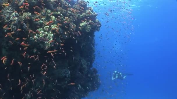 Diver sullo sfondo Scuola di pesce paesaggio subacqueo nel Mar Rosso. — Video Stock