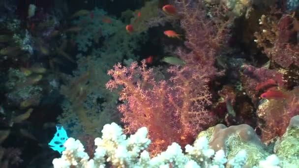 Σχολείο των ψαριών στα μαλακά κοράλλια υποβρύχια σε Ερυθρά θάλασσα. — Αρχείο Βίντεο
