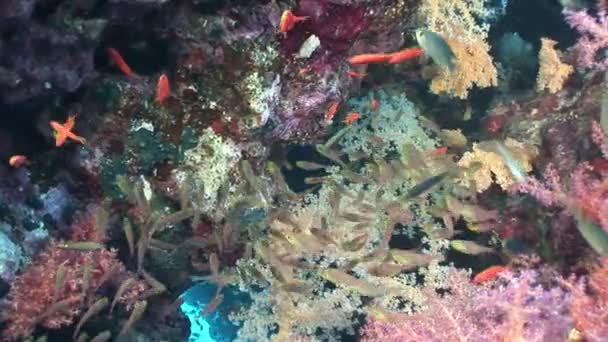Ecole de poissons sur fond paysage sous-marin en mer Rouge . — Video