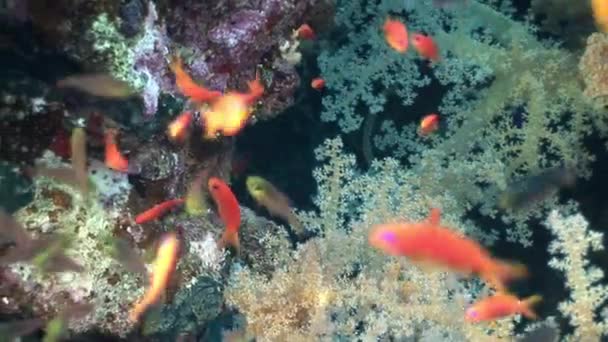 Ecole de poissons sous-marins en Mer Rouge . — Video