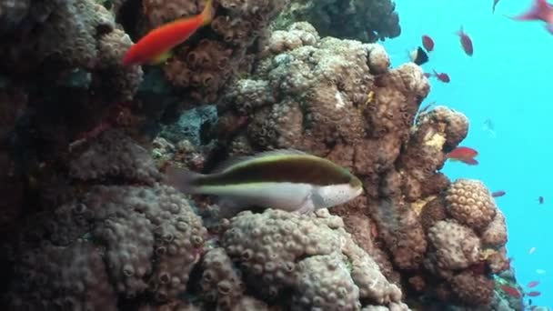 Fischschwärme im Hintergrund der Unterwasserlandschaft im roten Meer. — Stockvideo
