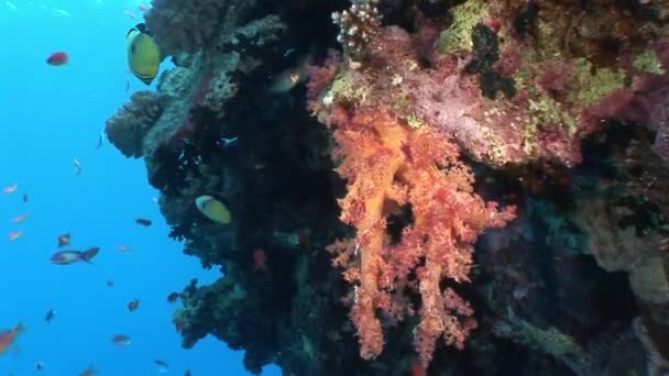 İçinde arka plan kırmızı deniz temiz temiz su parlak mercan balık sürüsü. — Stok video