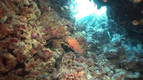 Fiskstim på bakgrunden undervattenslandskap i Röda havet. — Stockvideo