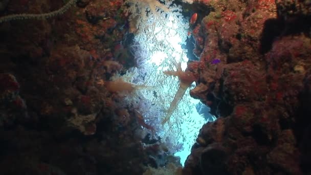 Corali strălucitori în apă curată și limpede în Marea Roșie . — Videoclip de stoc