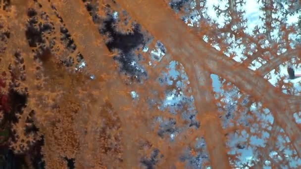 École de poissons paysage sous-marin en mer Rouge . — Video