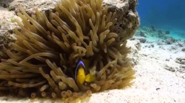 Anemon çiçeği ve palyaço balığı Red Sea'deki/daki sualtı kumlu alt arka plan üzerinde.