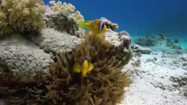 Anêmona e peixe-palhaço no fundo de fundo de fundo arenoso subaquático no mar Vermelho . — Vídeo de Stock