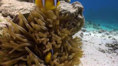 Anemon çiçeği ve palyaço balığı Red Sea'deki/daki sualtı kumlu alt arka plan üzerinde.