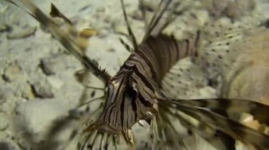 Scorpionfish seashell Red Sea'deki/daki sualtı kumlu alt arka plan üzerinde yakınındaki.