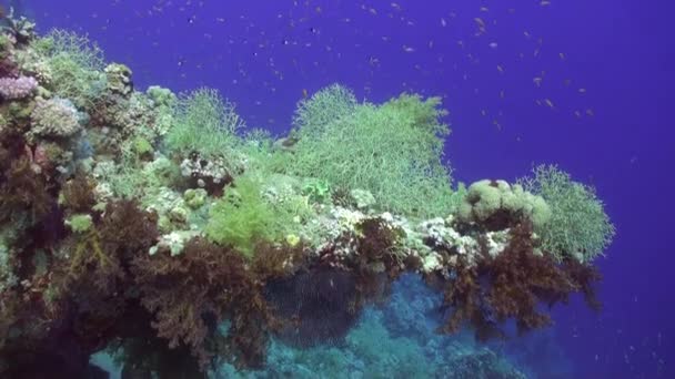 Fischschwärme unter Wasser auf blauem Korallenhintergrund im roten Meer. — Stockvideo