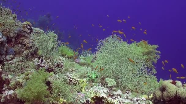 Escuela de peces bajo el agua sobre fondo azul puro del paisaje en el Mar Rojo . — Vídeos de Stock