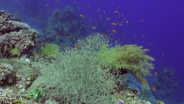Escola de peixes subaquáticos em fundo azul limpo de corais em Mar Vermelho . — Vídeo de Stock