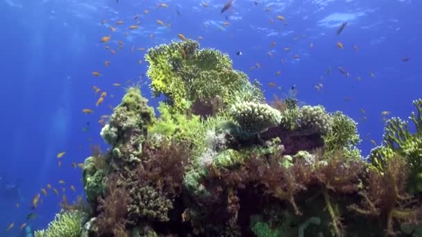 Escuela de peces bajo el agua sobre fondo azul puro del paisaje en el Mar Rojo . — Vídeos de Stock