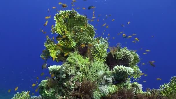 École de poissons sous l'eau sur fond bleu propre de coraux en mer Rouge . — Video