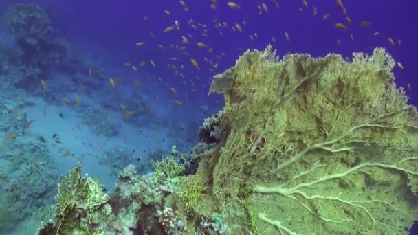 Escola de peixes subaquáticos em fundo azul limpo de corais em Mar Vermelho . — Vídeo de Stock