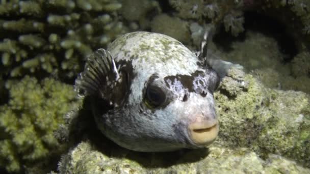 Boxfish σε φόντο της υποβρύχιας αμμώδη βυθό σε Ερυθρά θάλασσα. — Αρχείο Βίντεο