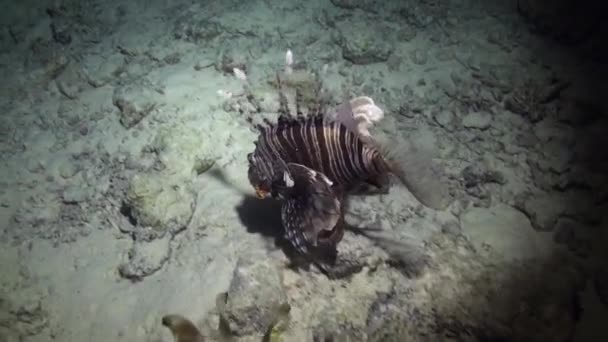 Peces escorpión bajo el agua sobre fondo azul puro del paisaje en el Mar Rojo . — Vídeos de Stock