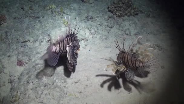 Peces escorpión bajo el agua en el paisaje marino de fondo en el Mar Rojo . — Vídeos de Stock