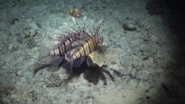 Peixe escorpião subaquático no fundo azul puro da paisagem no mar Vermelho . — Vídeo de Stock