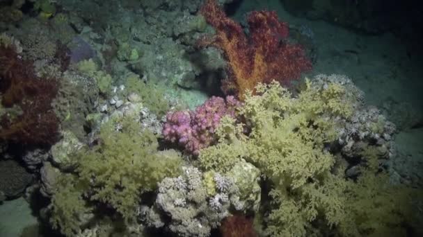Coral macio subaquático no fundo paisagem marinha no mar Vermelho . — Vídeo de Stock