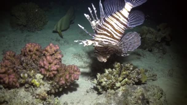 Риба скорпіон, під водою на чистий синьому тлі ландшафту в Червоному морі. — стокове відео