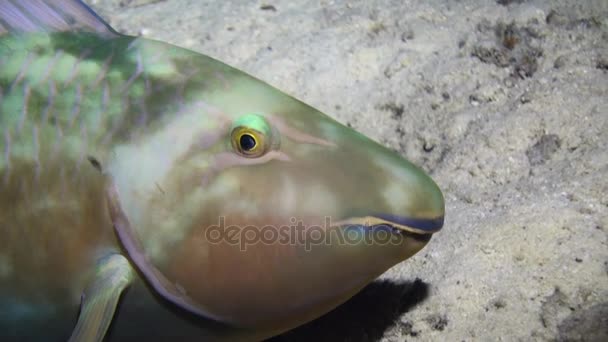 Fundo uon peixe verde de fundo arenoso subaquático no mar Vermelho . — Vídeo de Stock