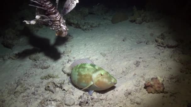 Peces escorpión bajo el agua sobre fondo azul puro del paisaje en el Mar Rojo . — Vídeos de Stock