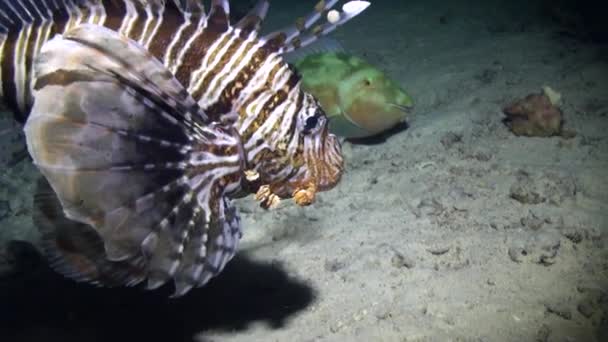 Scorpion fish underwater on background marine landscape in Red sea. — Stock Video