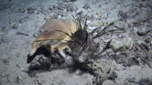 Pez escorpión cerca de la concha submarina en el fondo arenoso en el Mar Rojo . — Vídeos de Stock