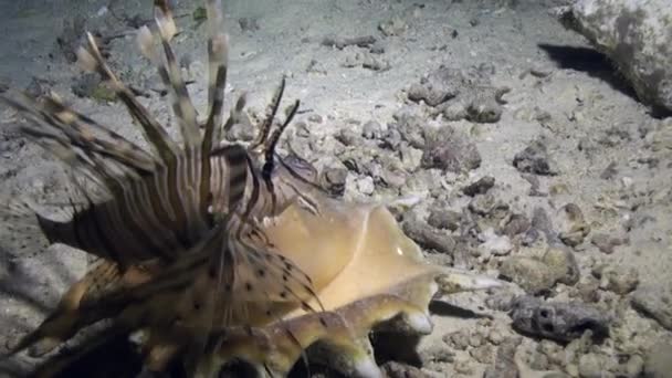 Skorpionfisk nära seashell på bakgrund av undervattens sandbotten i Röda havet. — Stockvideo