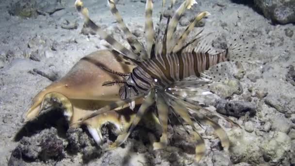 Scorpionfish near seashell on background of underwater sandy bottom in Red sea. — Stock Video