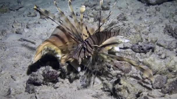 Pez escorpión cerca de la concha submarina en el fondo arenoso en el Mar Rojo . — Vídeos de Stock