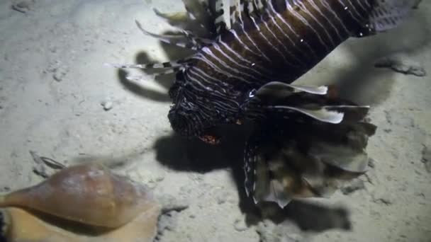 Scorpionfish near seashell underwater on sandy bottom in Red sea. — Stock Video
