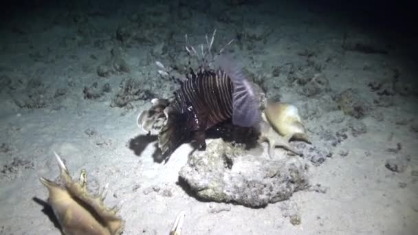 Σκορπιός κοντά seashell υποβρύχια σε αμμώδη βυθό σε Ερυθρά θάλασσα. — Αρχείο Βίντεο