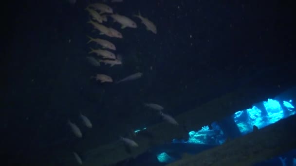 Roncs hajó víz alatti, a háttérben a tengeri táj, a Vörös-tenger. — Stock videók