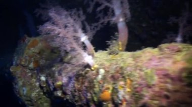 Arka plan deniz manzara Red Sea'deki/daki üzerinde yumuşak mercan sualtı.