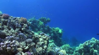 Red Sea'deki/daki deniz manzara mavi zemin üzerine yeşil mercan sualtı temizlemek.