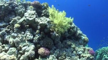 Su altında arka plan parlak yeşil mercanlar Kızıldeniz içinde üzerinde renkli balık sürüsü.