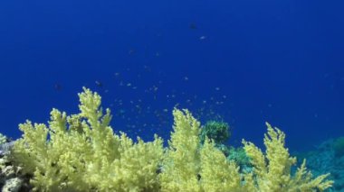 Su altında arka plan parlak yeşil mercanlar Kızıldeniz içinde üzerinde renkli balık sürüsü.