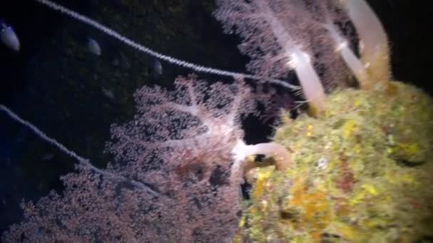Weichkorallen unter Wasser auf Hintergrund Meereslandschaft im roten Meer. — Stockvideo
