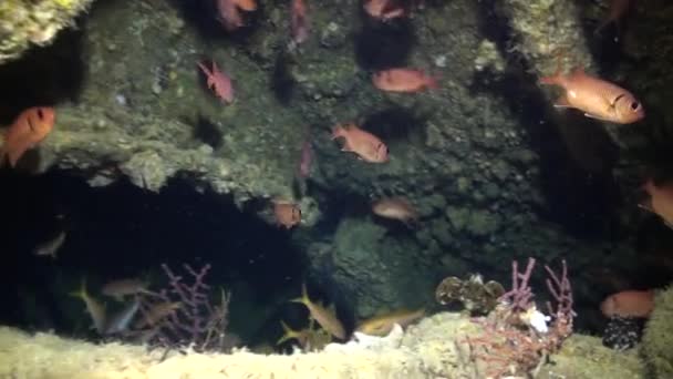 École de poissons sous-marins sur fond de paysage marin en mer Rouge . — Video