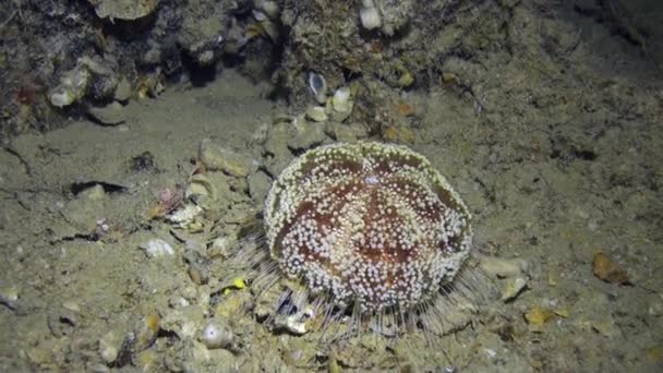 Sea urchin underwater on background marine landscape in ocean. — Stock Video