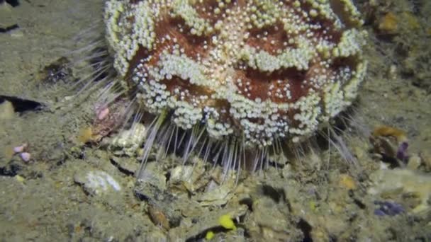 Mořský ježek pod vodou na pozadí Mořské krajiny v oceánu. — Stock video